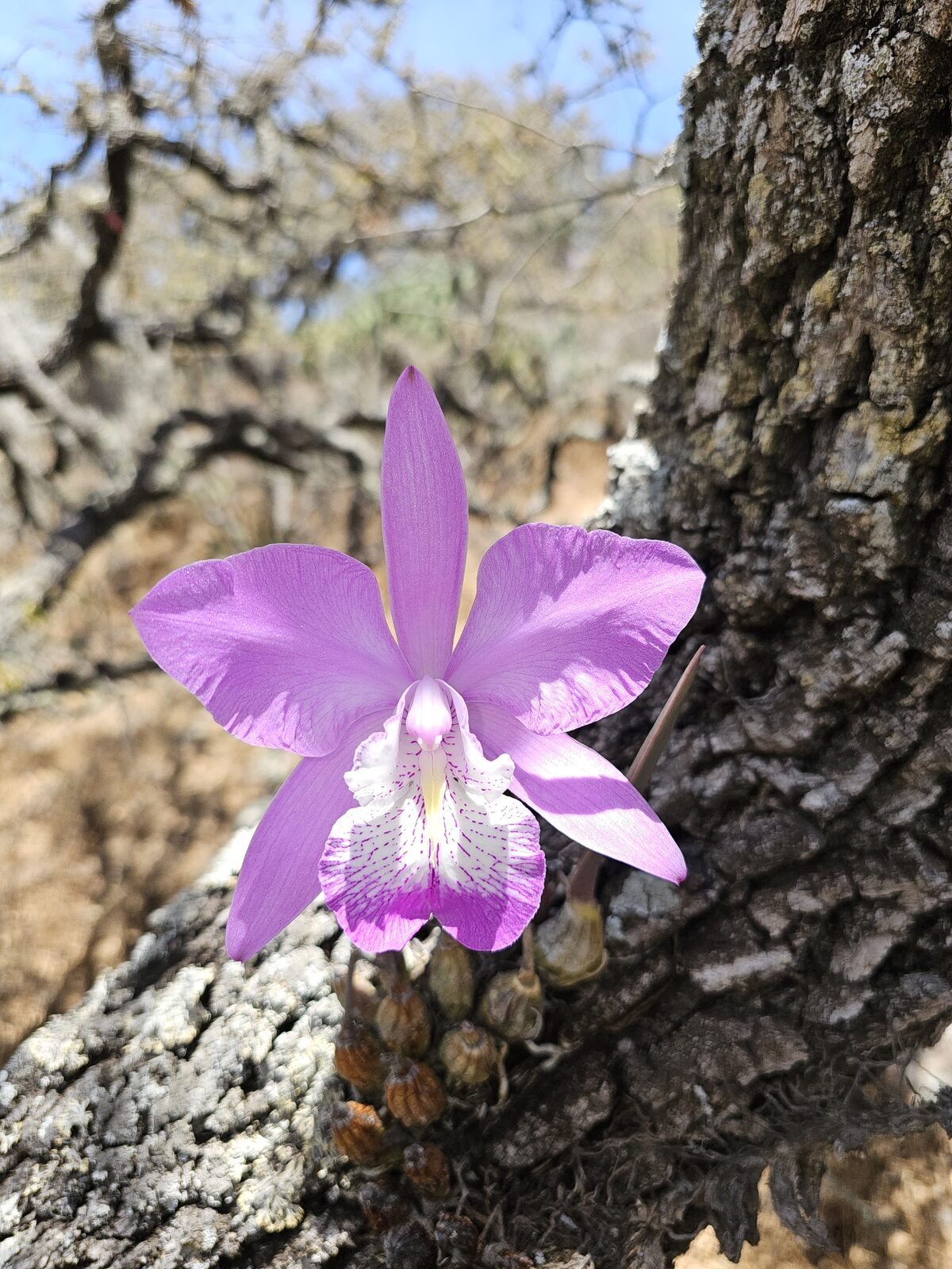 Laelia speciosa