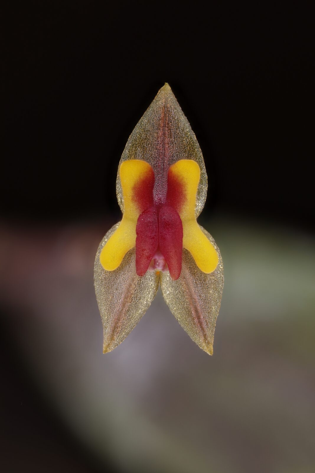 Lepanthes spp.