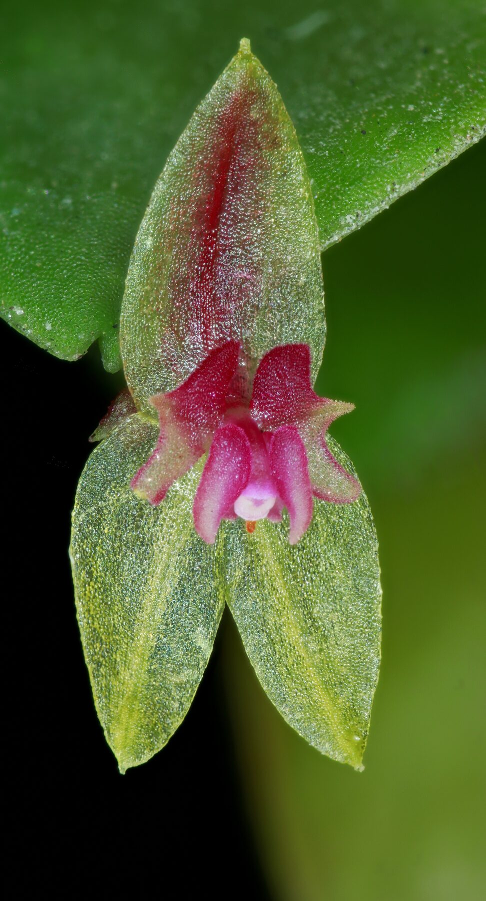 Lepanthes rekoi