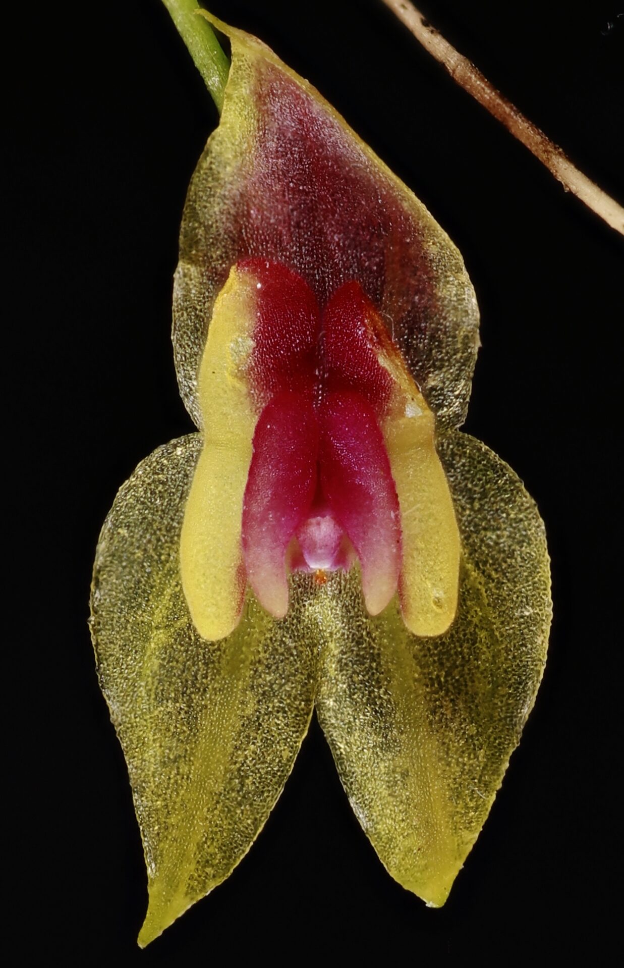 Lepanthes sp. miniature orchid