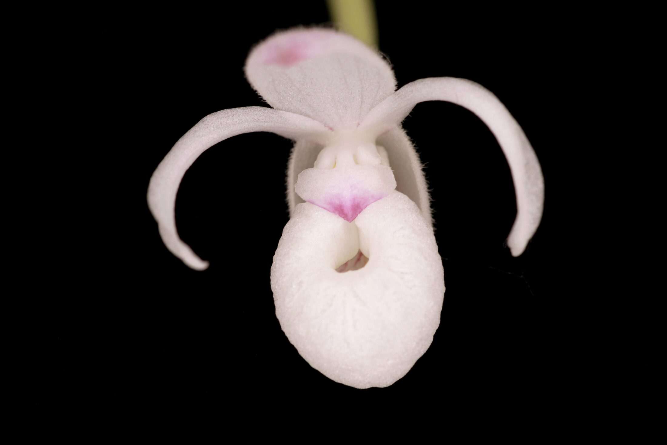 Mexipedium xerophyticum