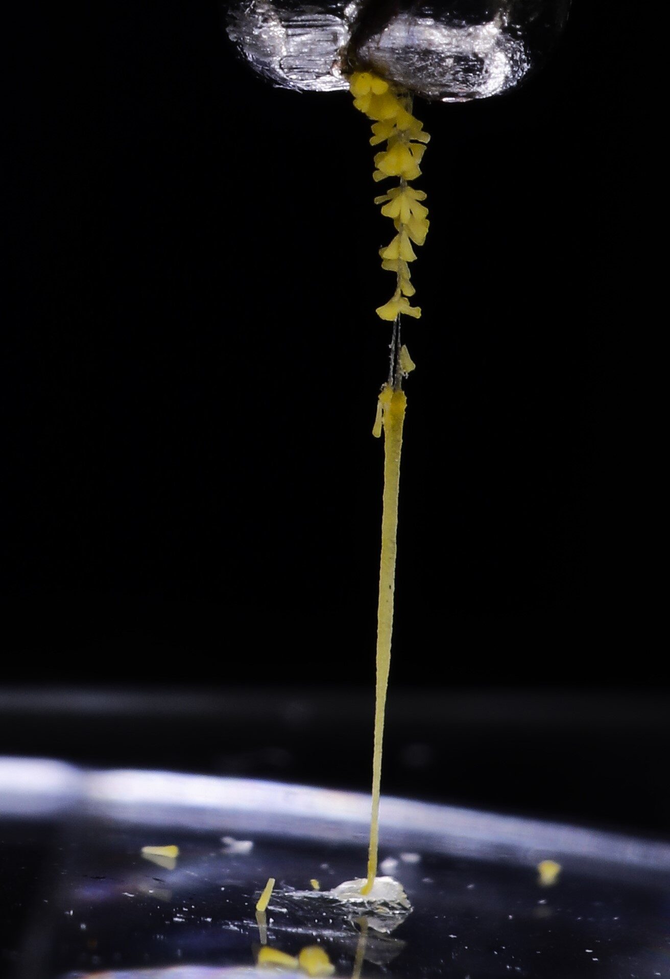 Pollinarium attached during orchid pollination