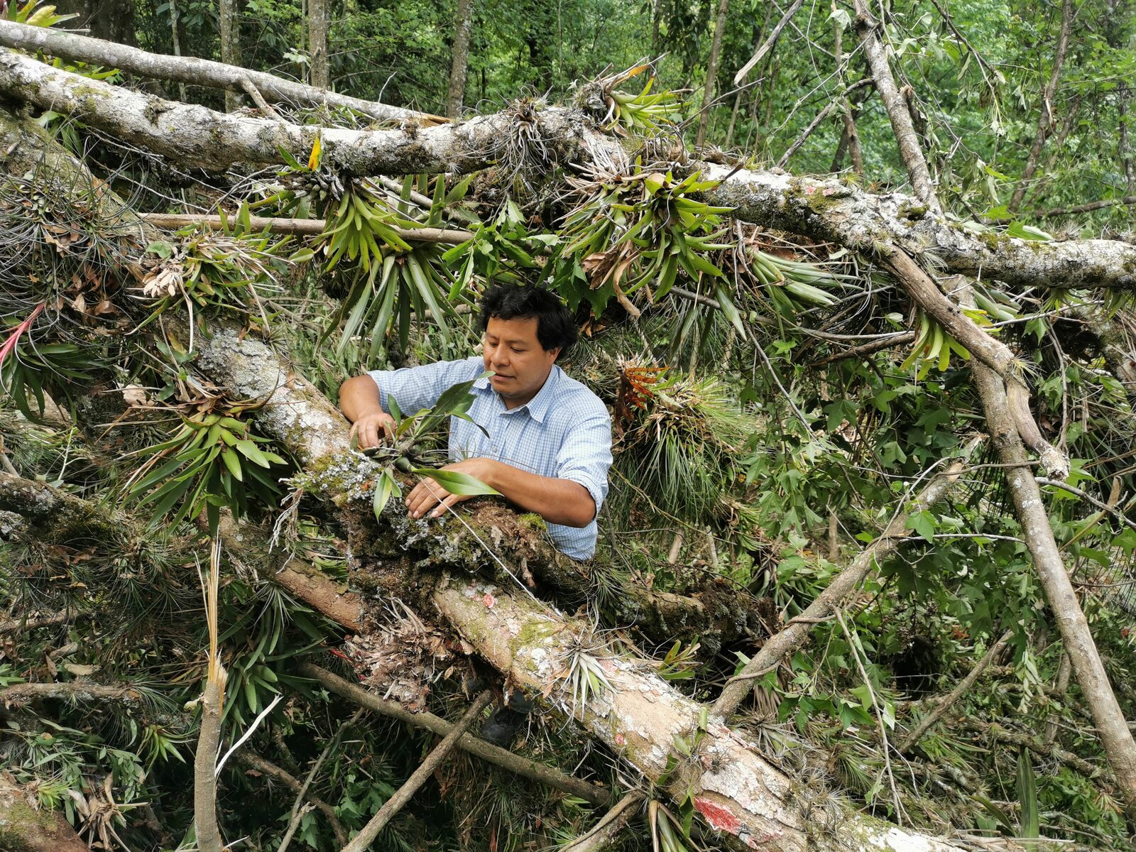 Orchid rescue