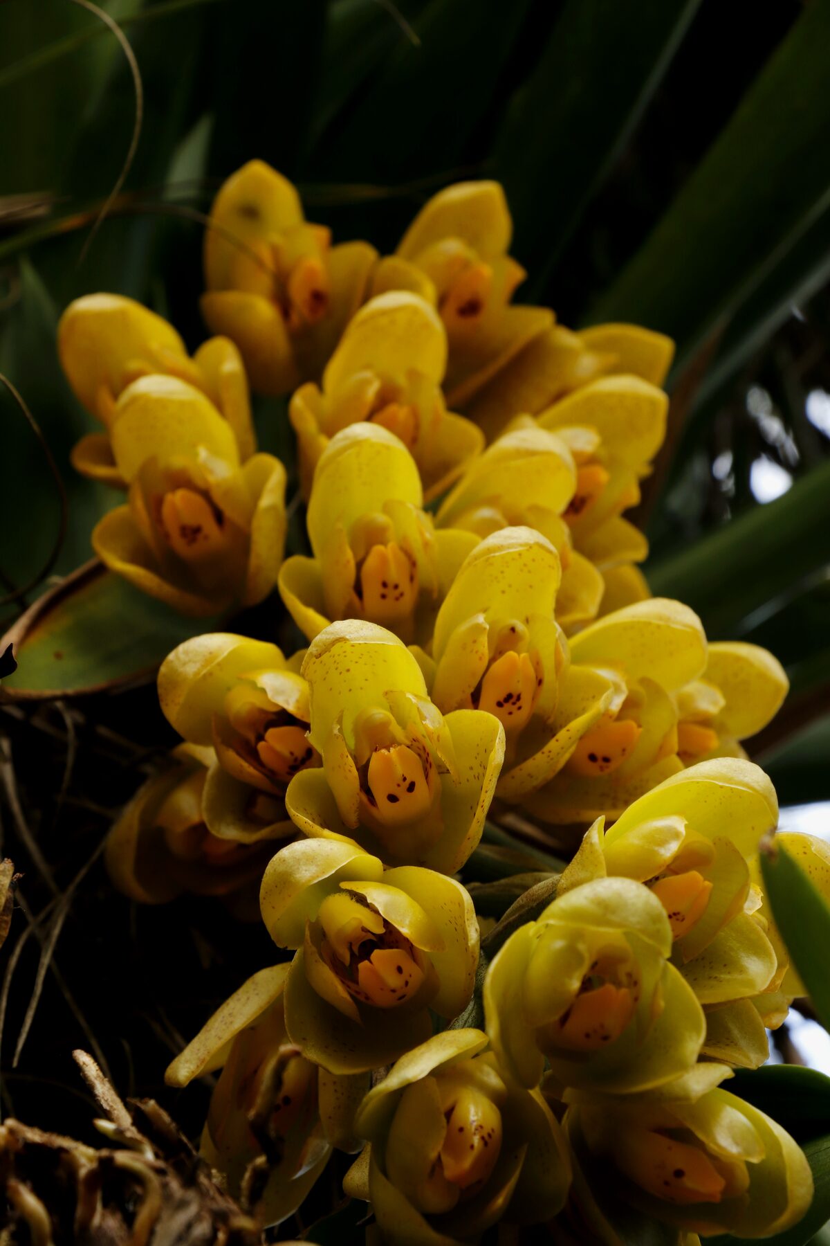 Orchid and fungal partnership context
