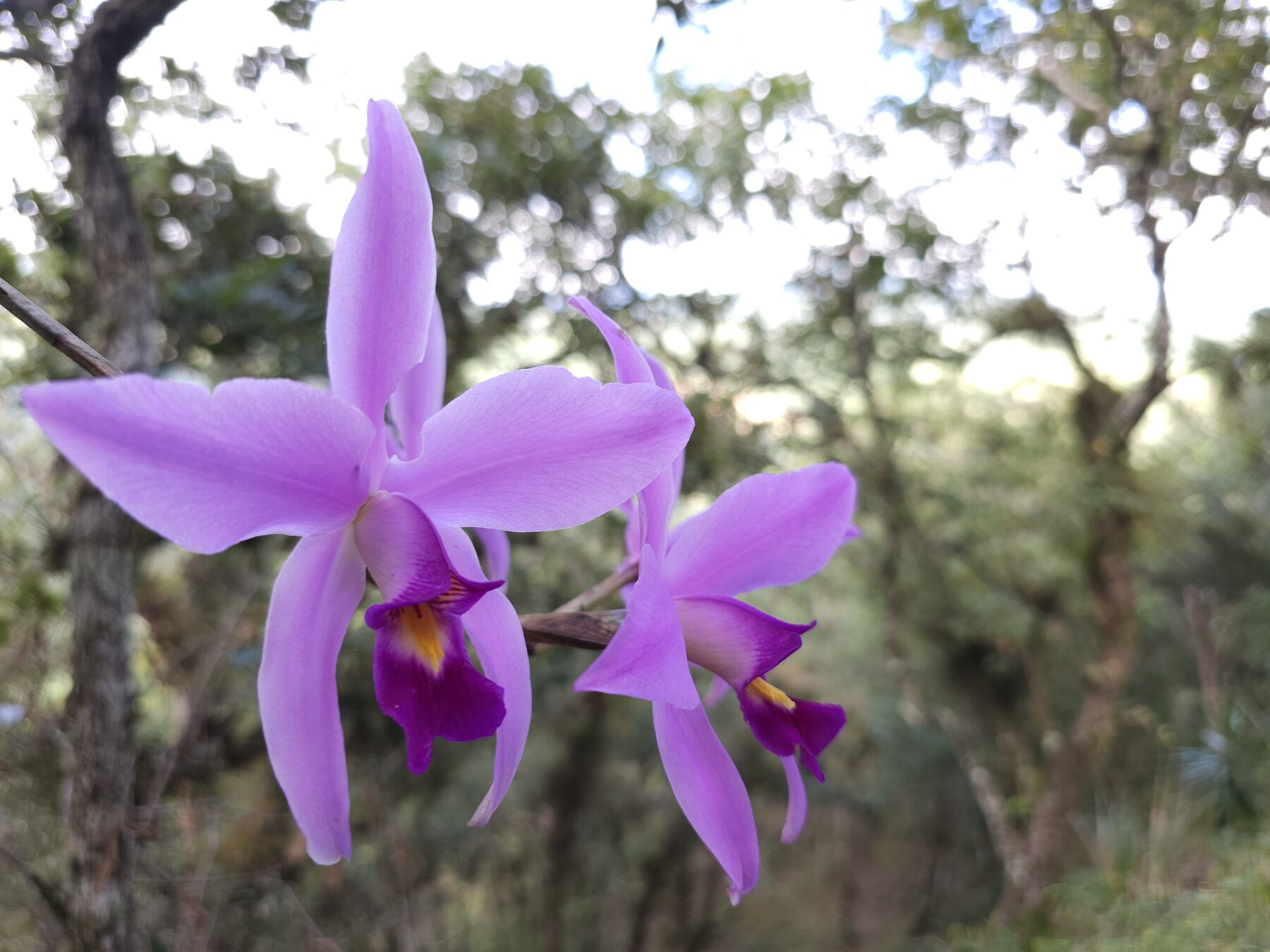 Cinematic Laelia anceps image
