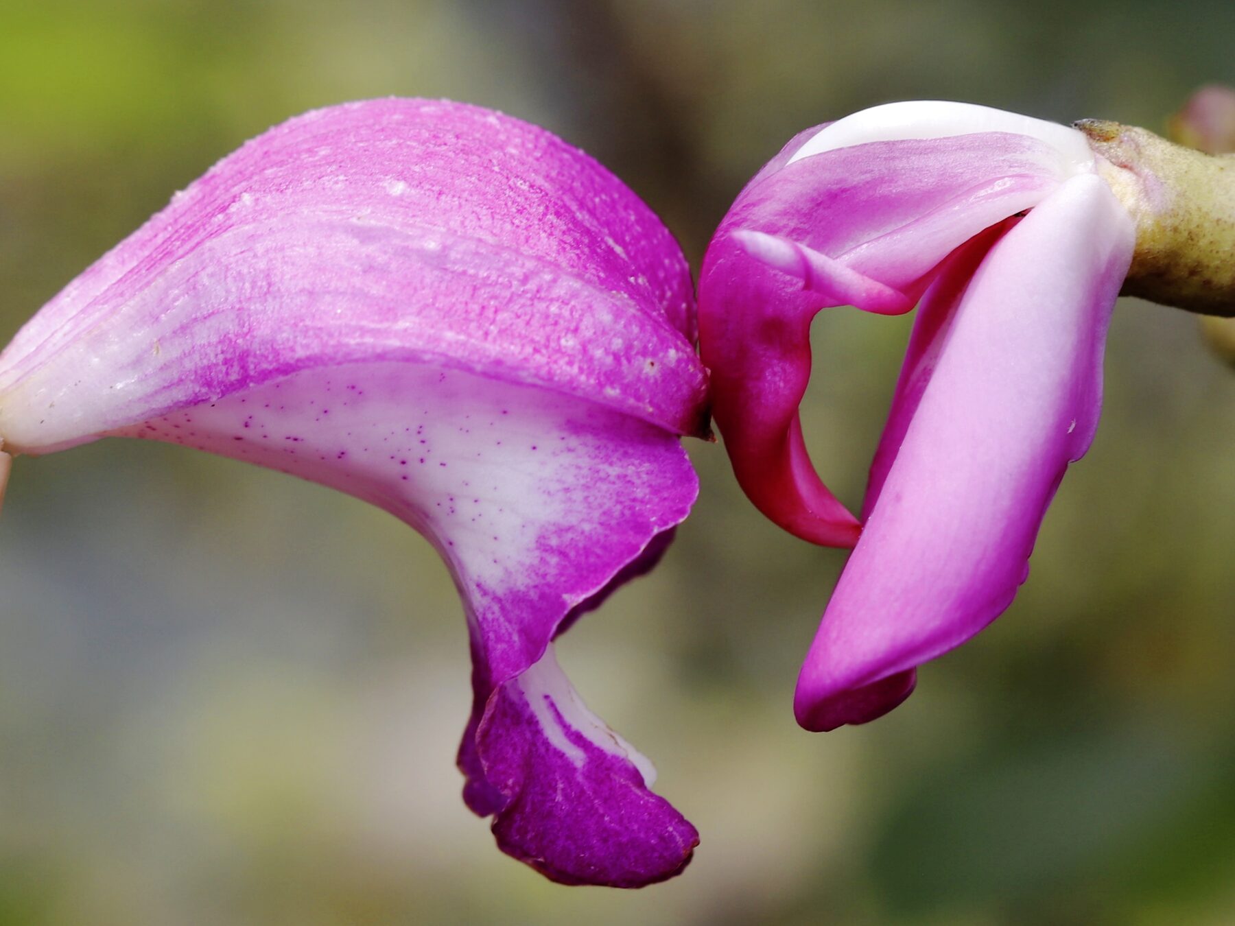 Orchid deception and mimicry