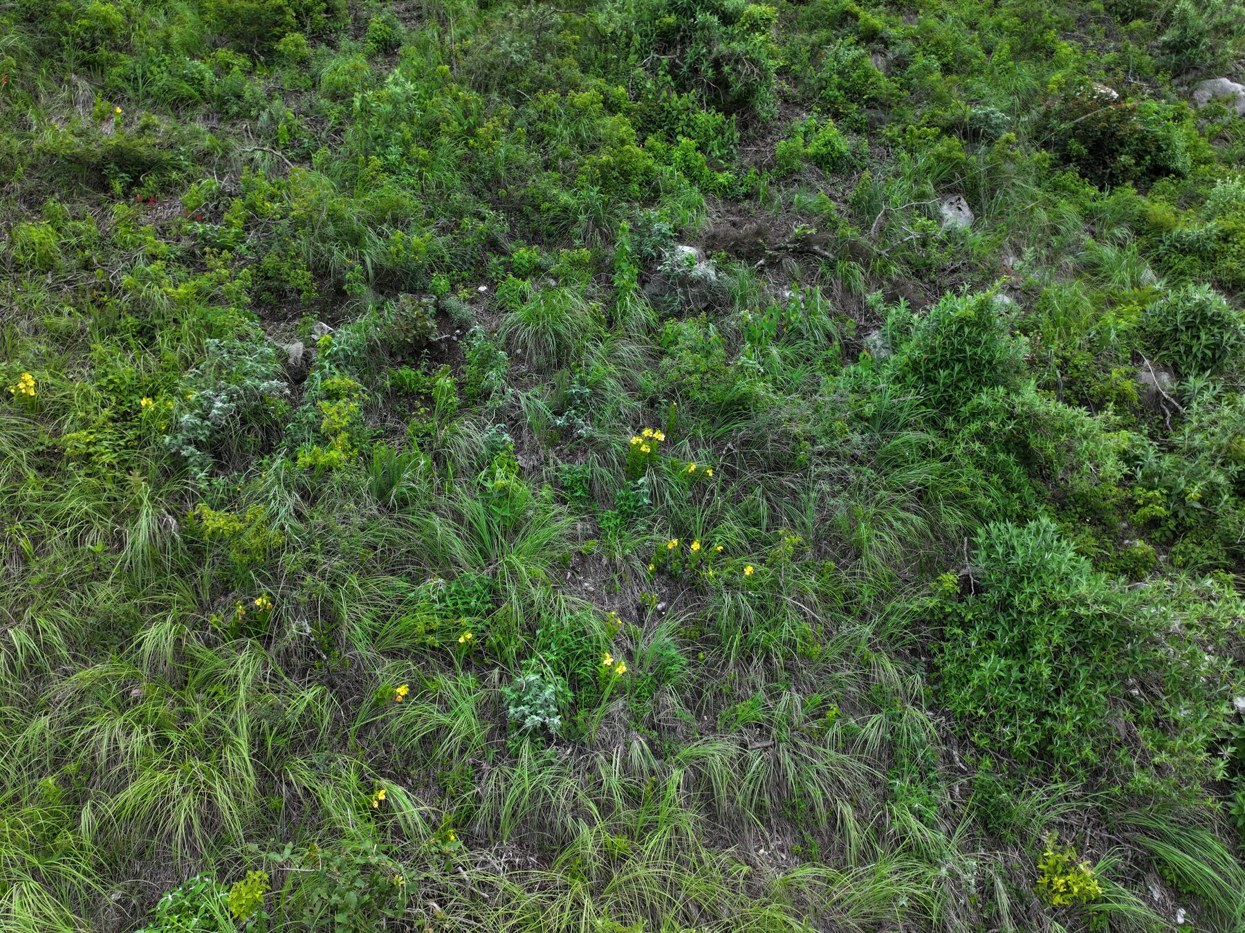 Cypripedium drone habitat