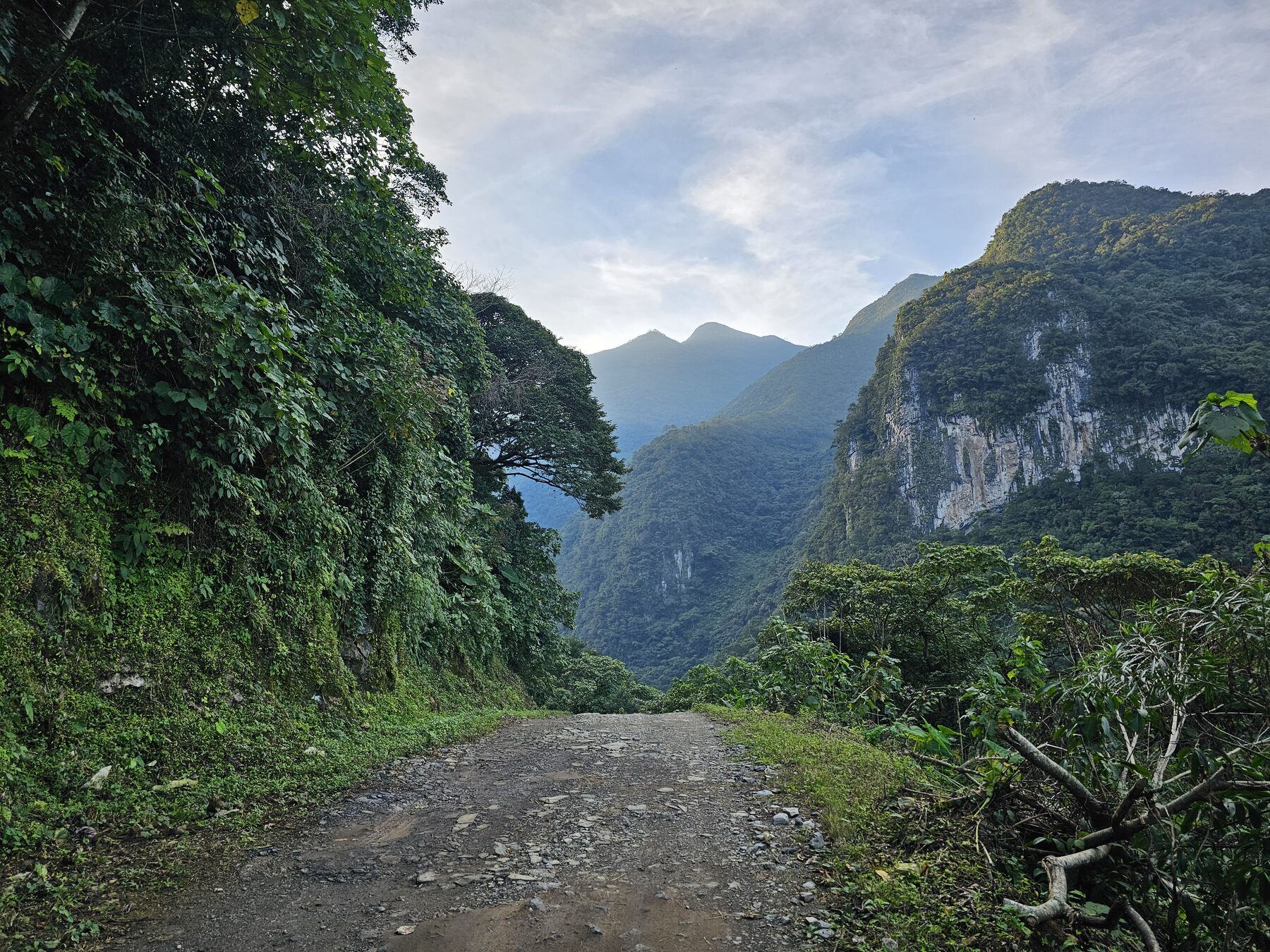 Puebla orchid landscape