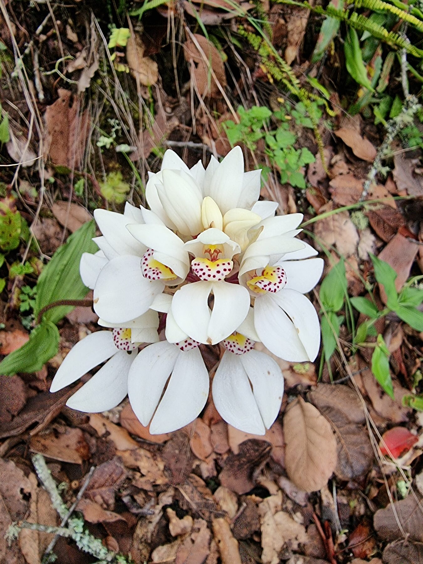 Govenia orchid