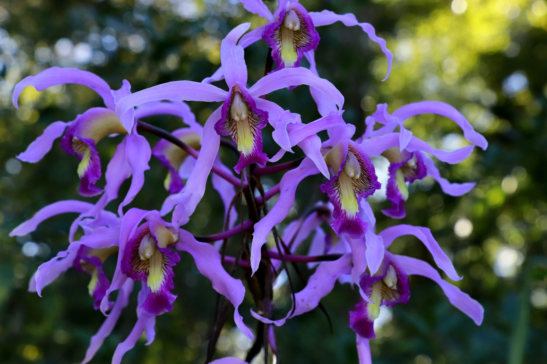 Laelia halbingeriana