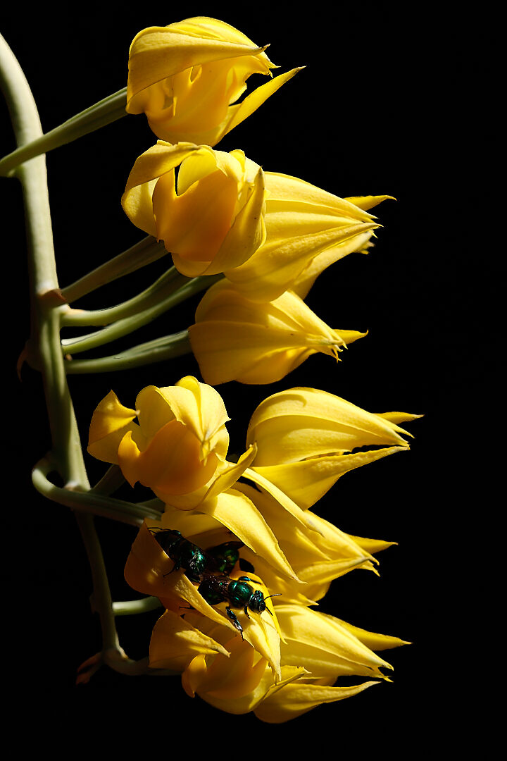 Mormodes orchid vertical