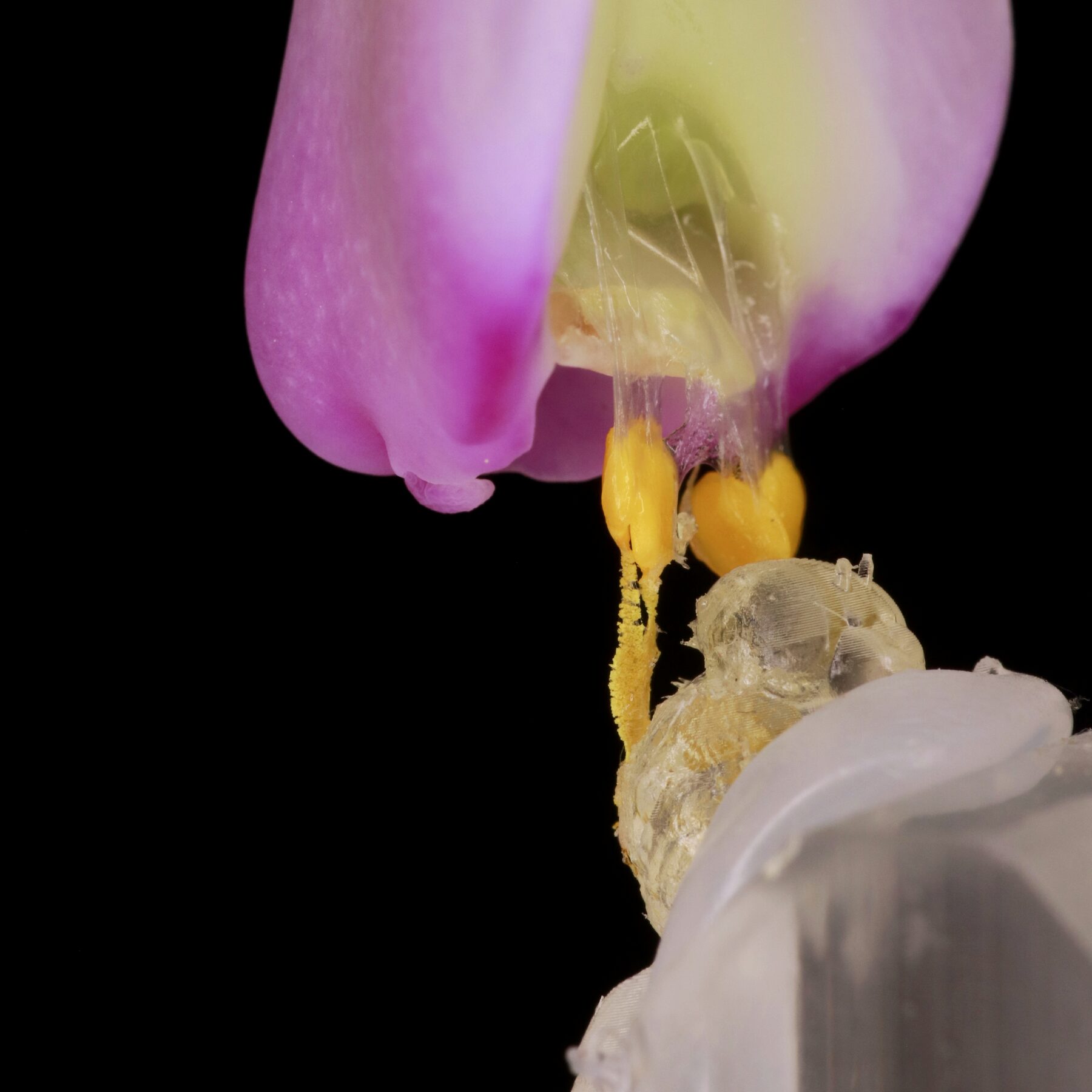 Orchid adhesive pollination structure