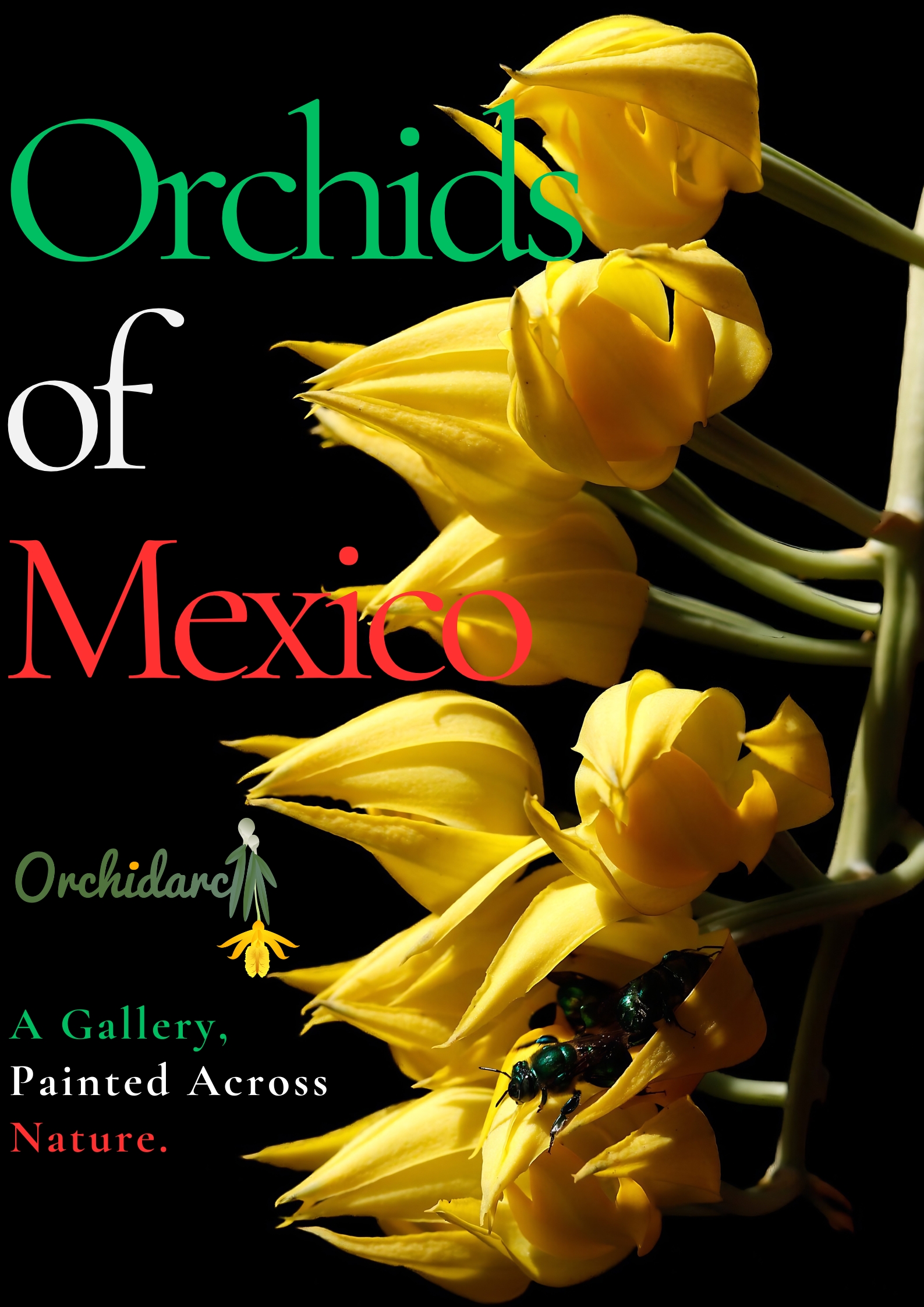 Orchids of Mexico documentary poster