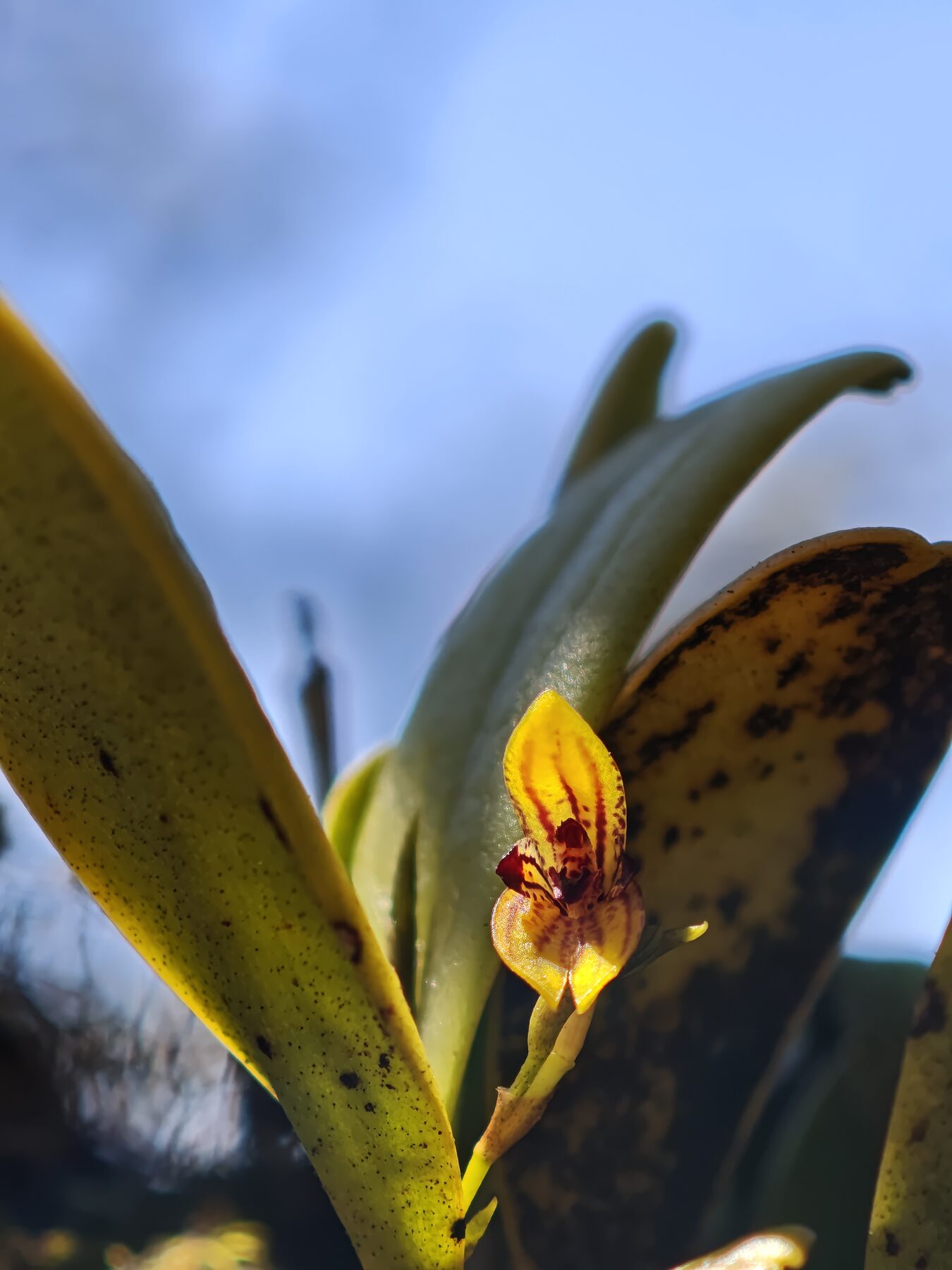 Stelis sotoarenasii