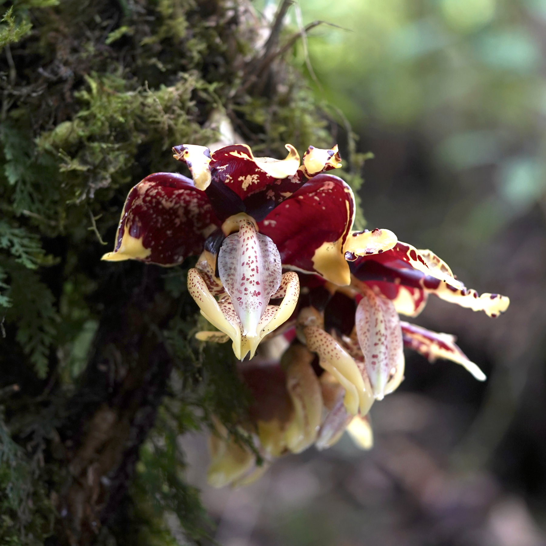 Stanhopea tigrina flower from Mexico
