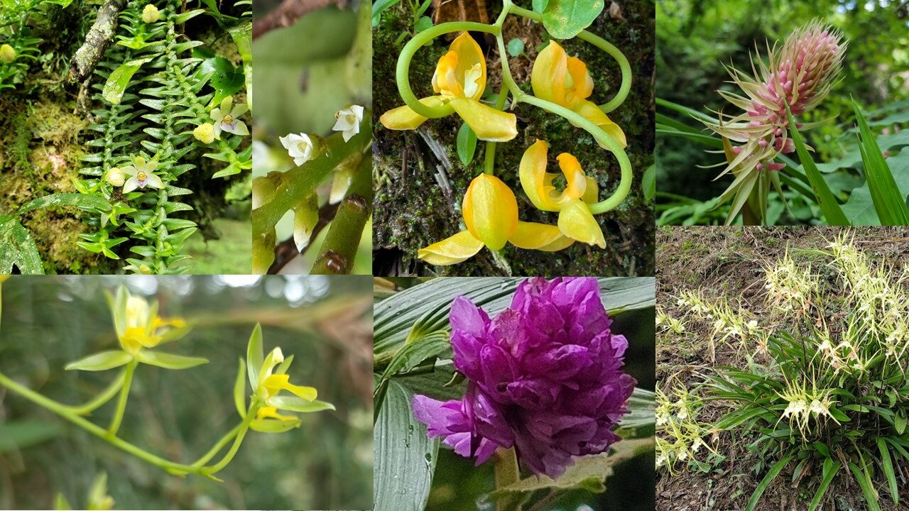 Flowering orchids documented at the Orchidarc Reserve