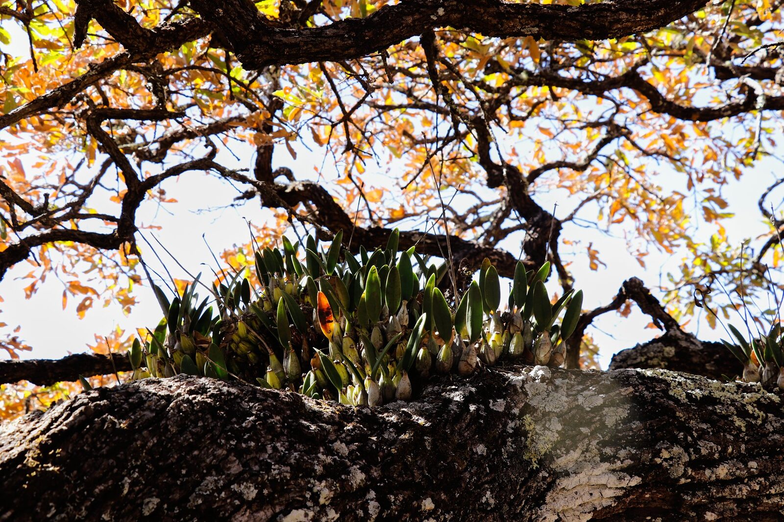 Pabstiella biriricensis