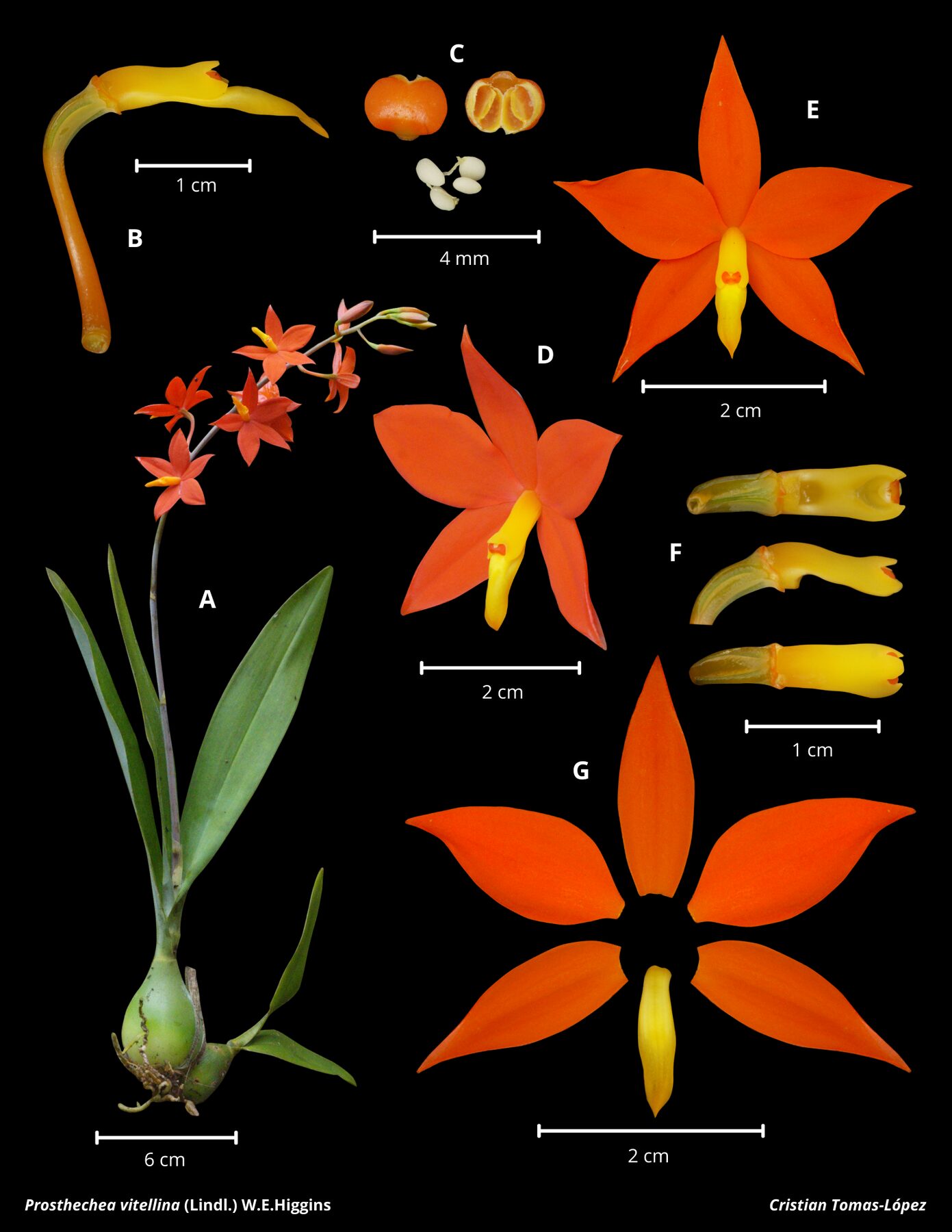 Prosthechea vitellina