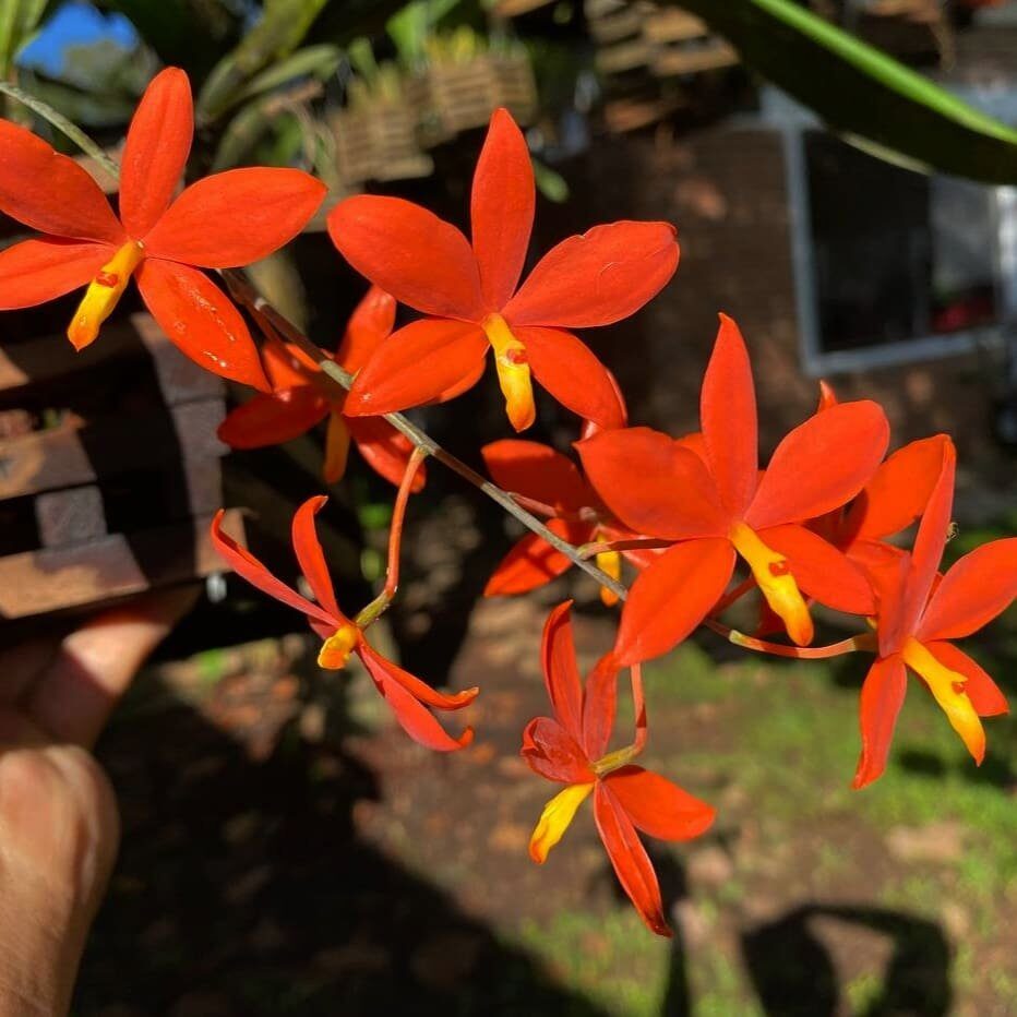 Prosthechea vitellina