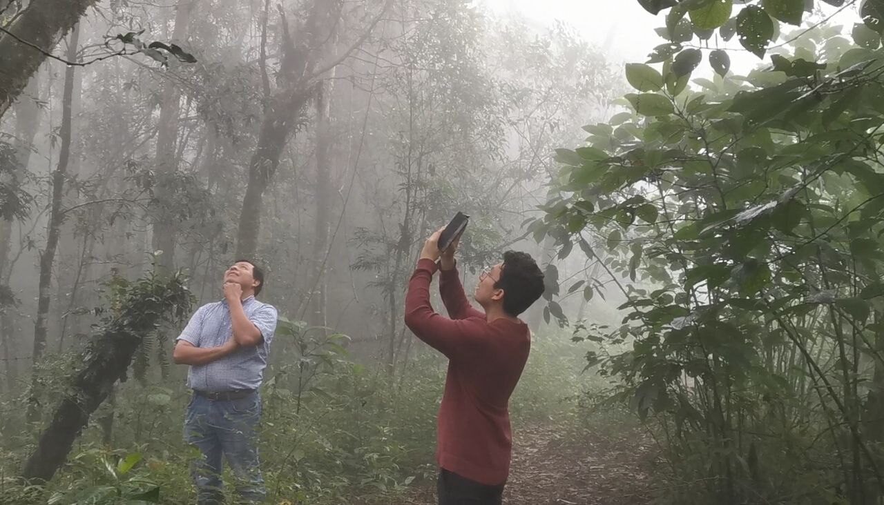 Researchers in the canopy