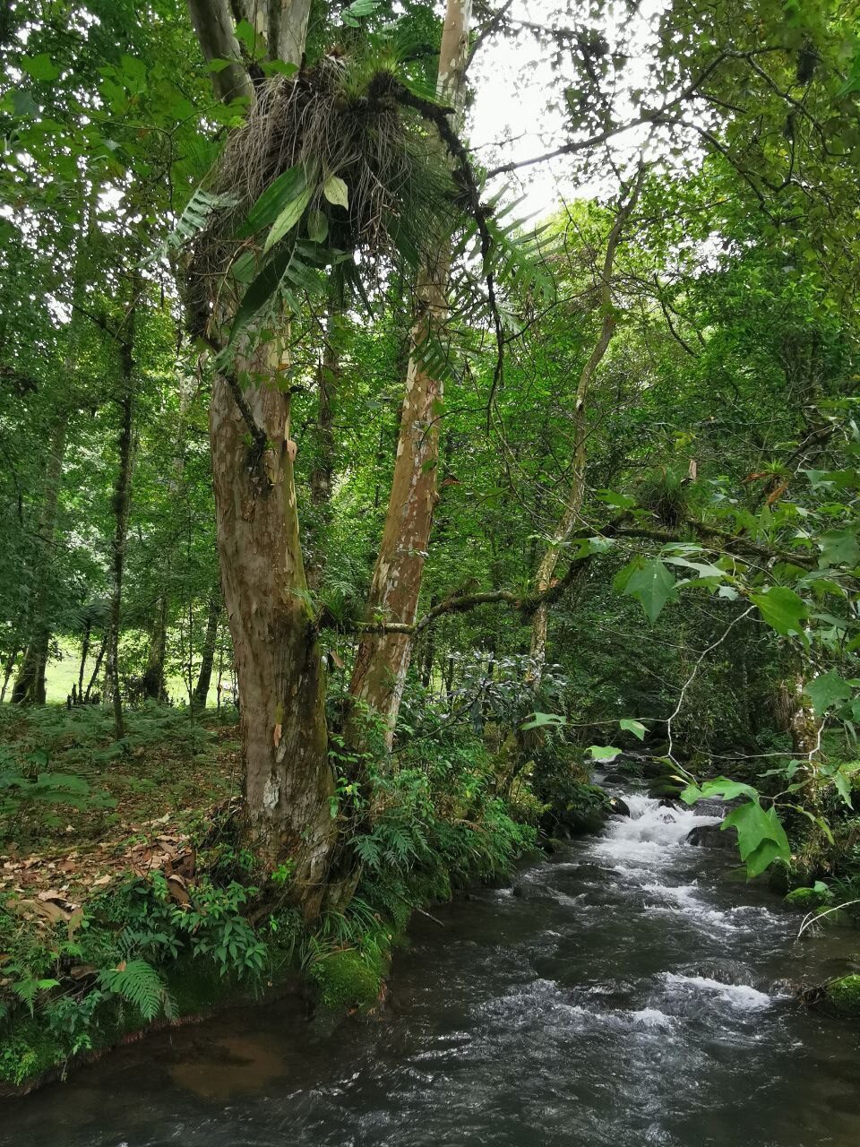 Stream and riparian habitat at the Orchidarc Reserve