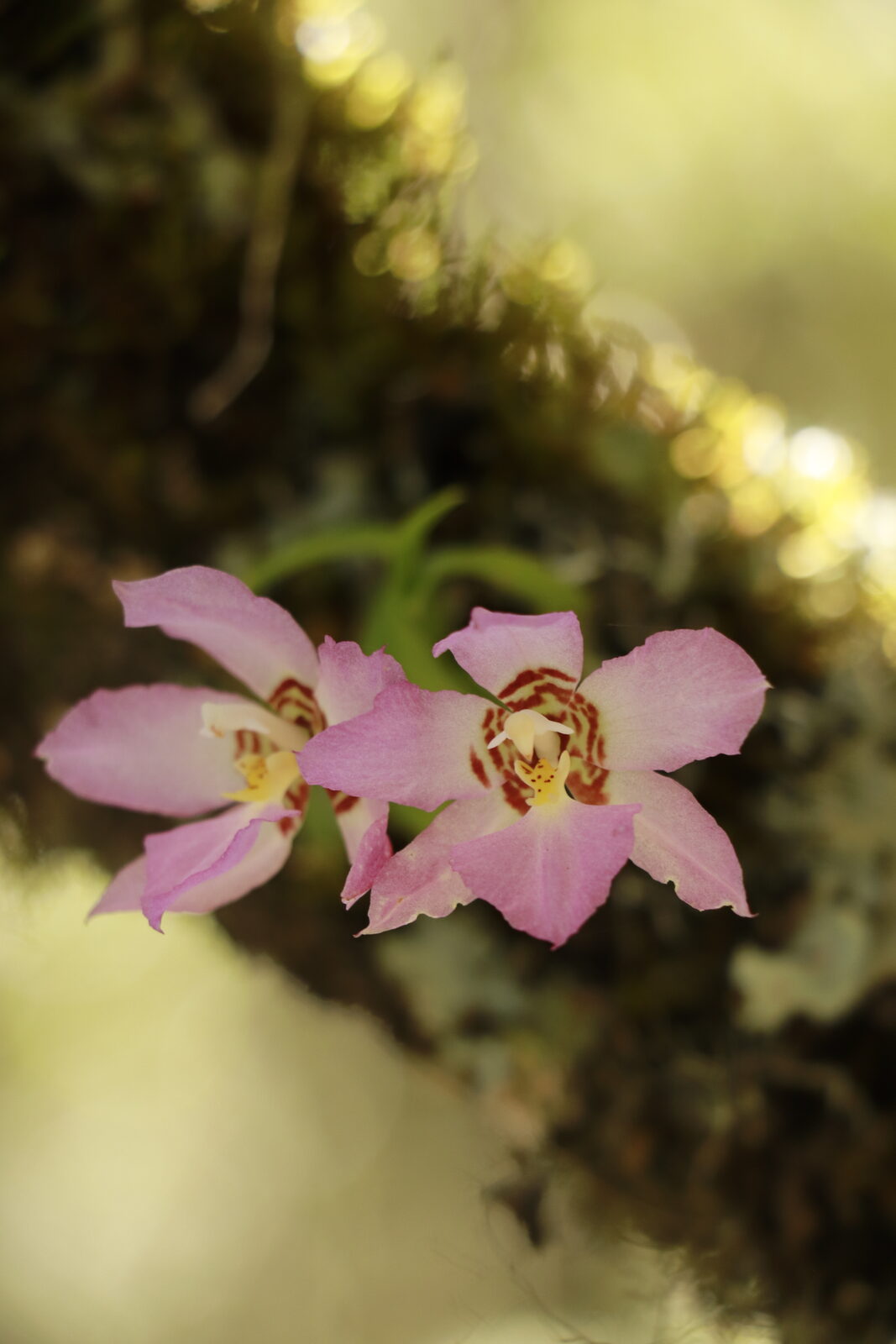 Rhynchostele cervantesii var. membranacea