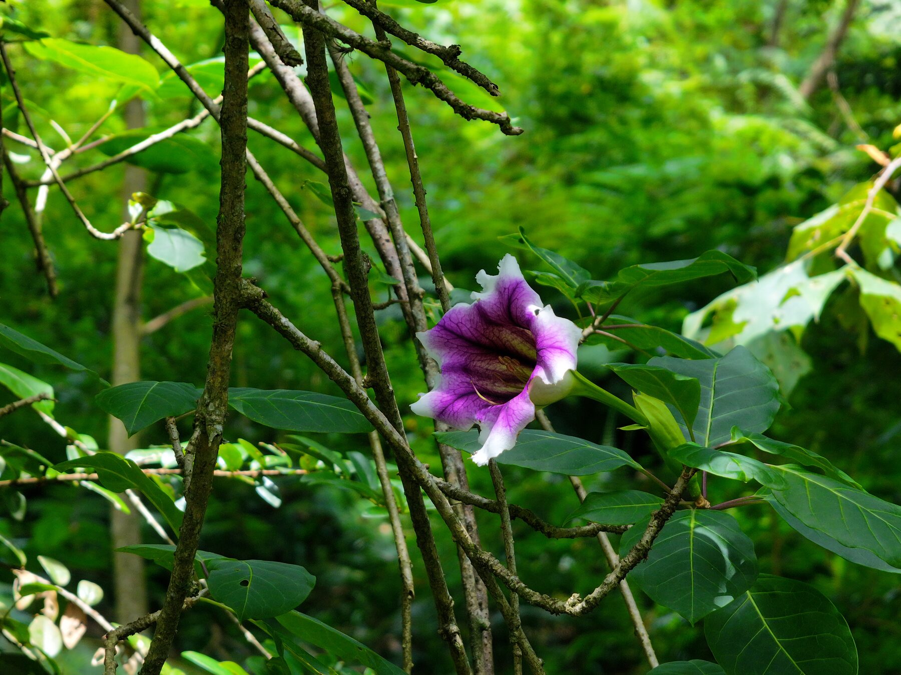 Solandra growing at the Orchidarc Reserve
