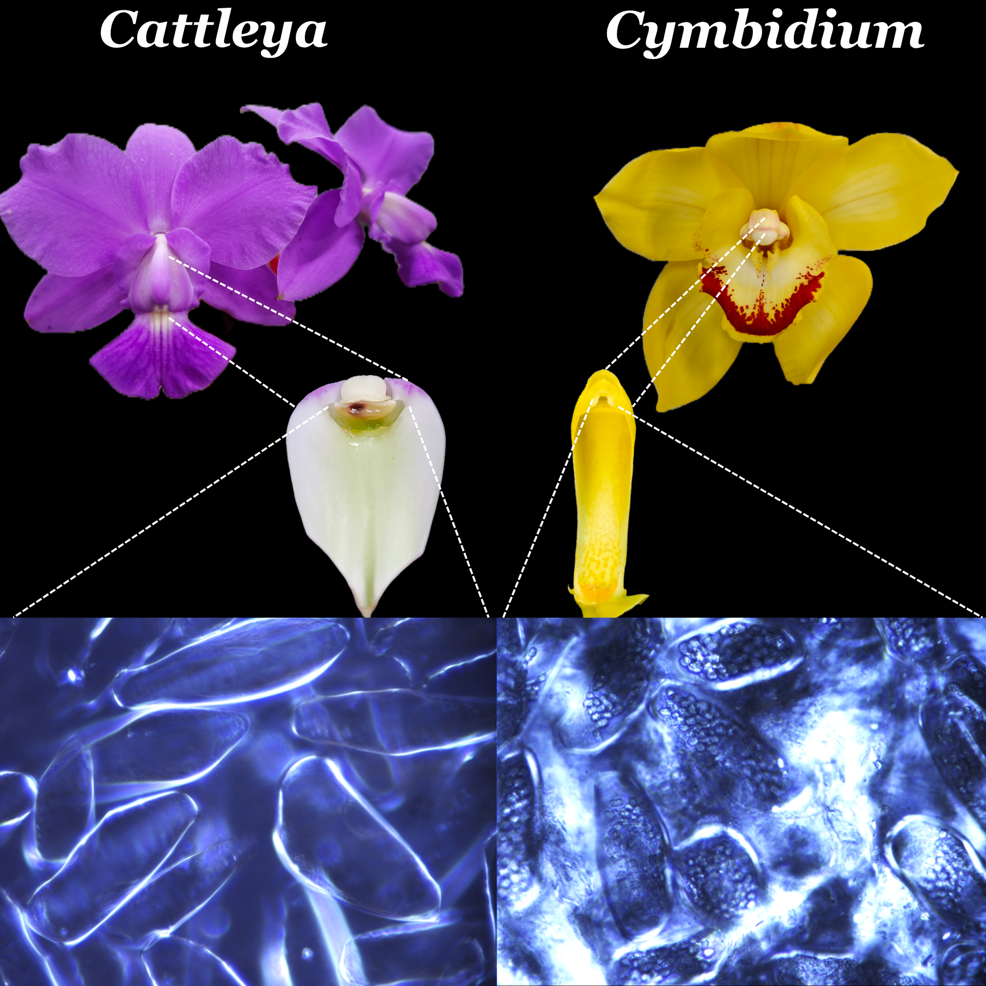 Viscidium and stigmatic gel diagram