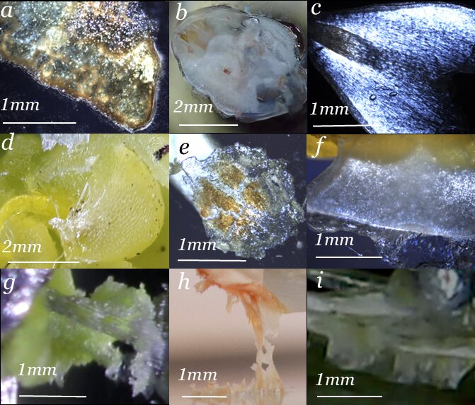 Diversity of orchid viscidium adhesive structures