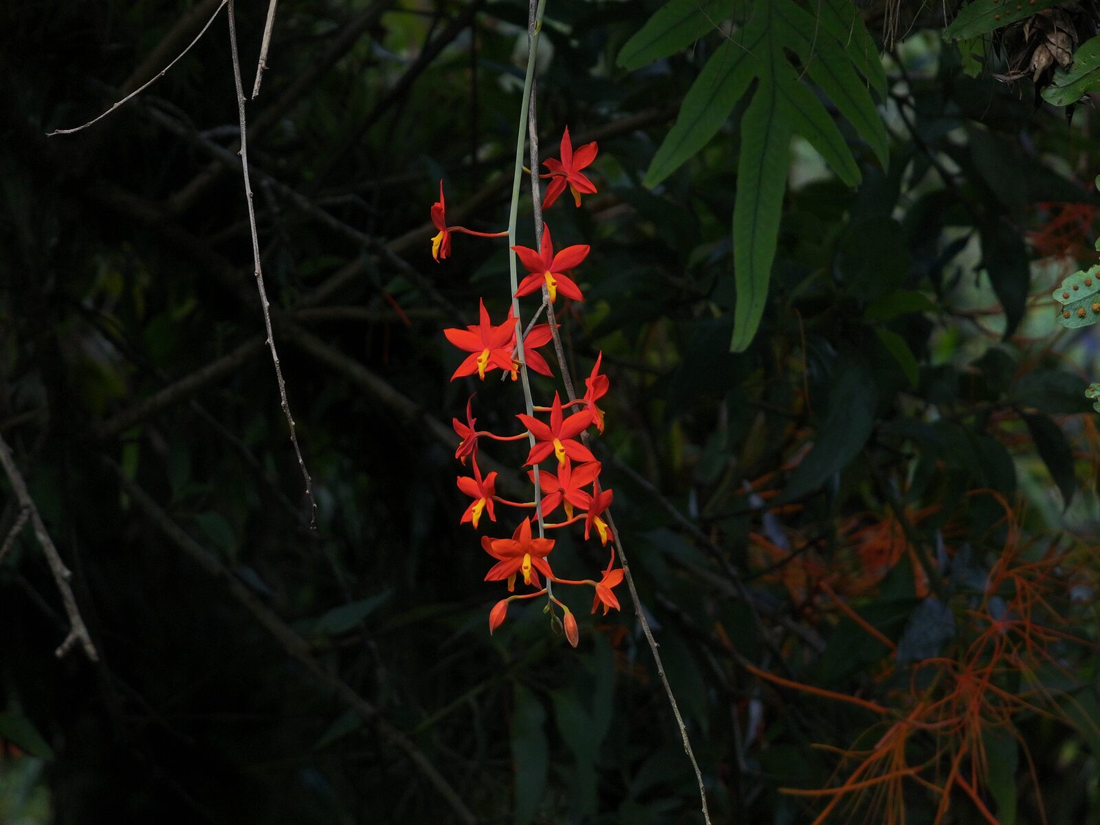 Prosthechea vitellina in situ